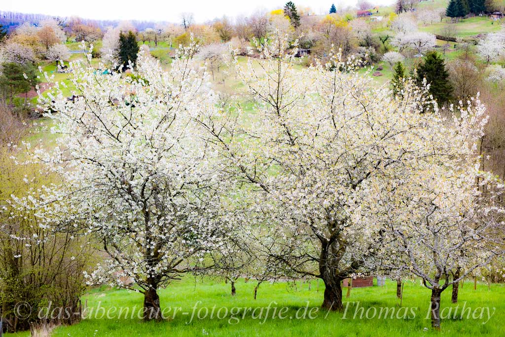 Obstbaumblüte im Remstal