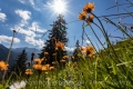 Liechtensteiner Blumenwiese