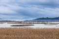 Rheindelta bei Bregenz