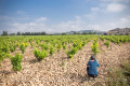Fotoreise ins Vaucluse in der Provence