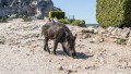 Mit dem Fahrrad um den Mont Ventoux