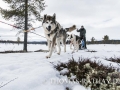 Winter in Schweden - ideal für einen speziellen Fotokurs.
