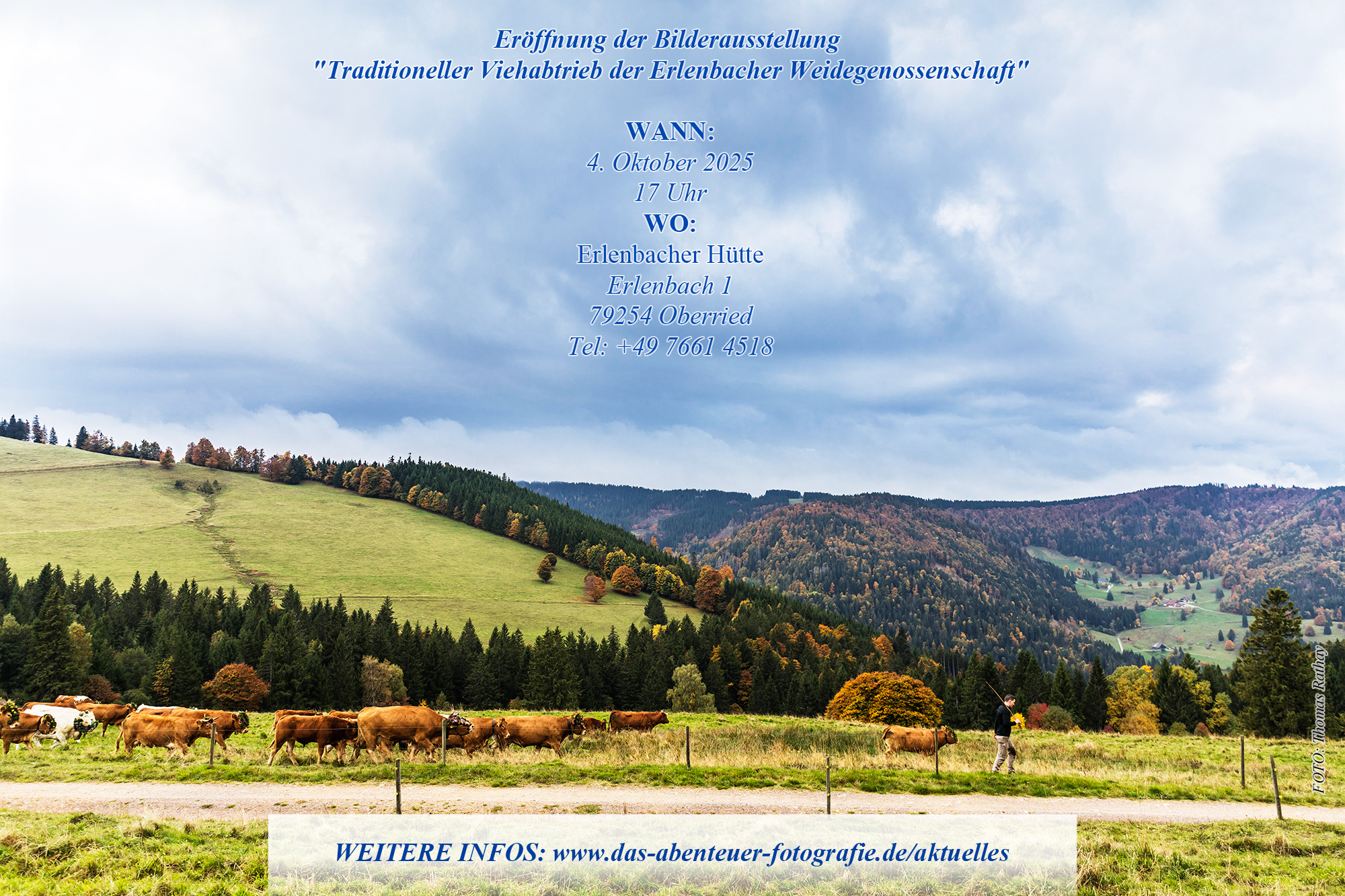 Der Viehabtrieb ist der Höhepunkt der Alemannischen Woche in Oberried Viehabtrieb im Südschwarzwald