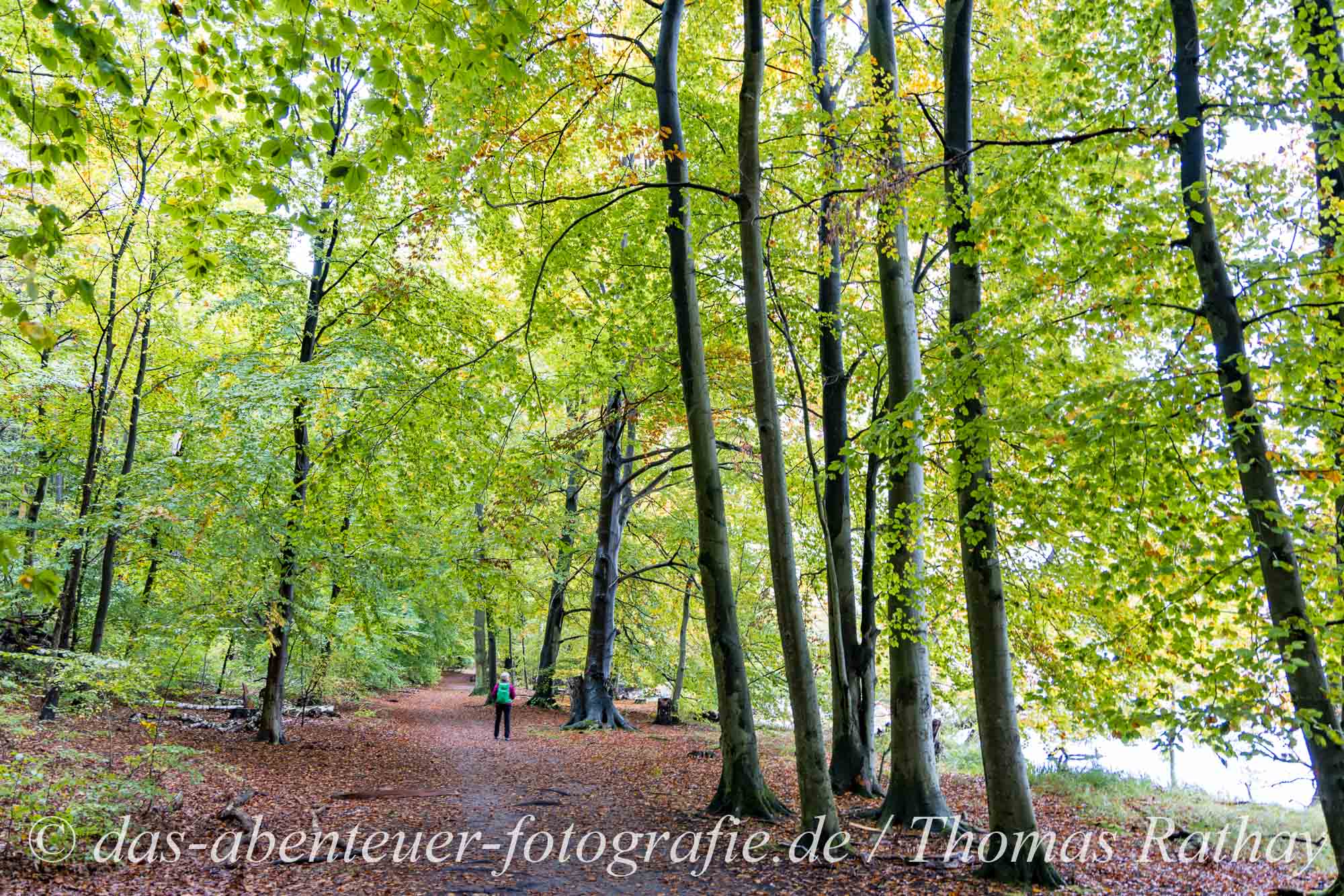 Herbstwald und der Werbellinsee 