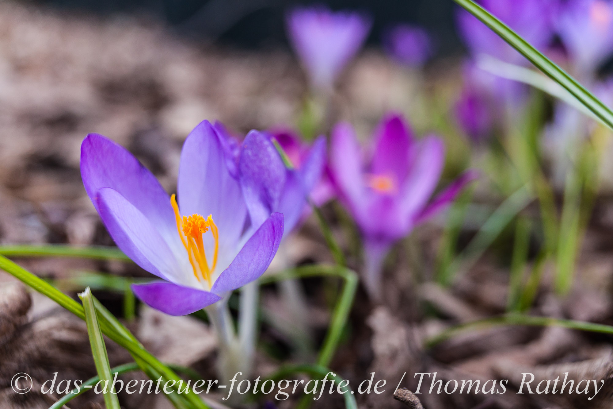 Krokusse (Crocus - Schwertliliengewächs) in Stuttgart - Rohr. Die ersten Frühlingsboten