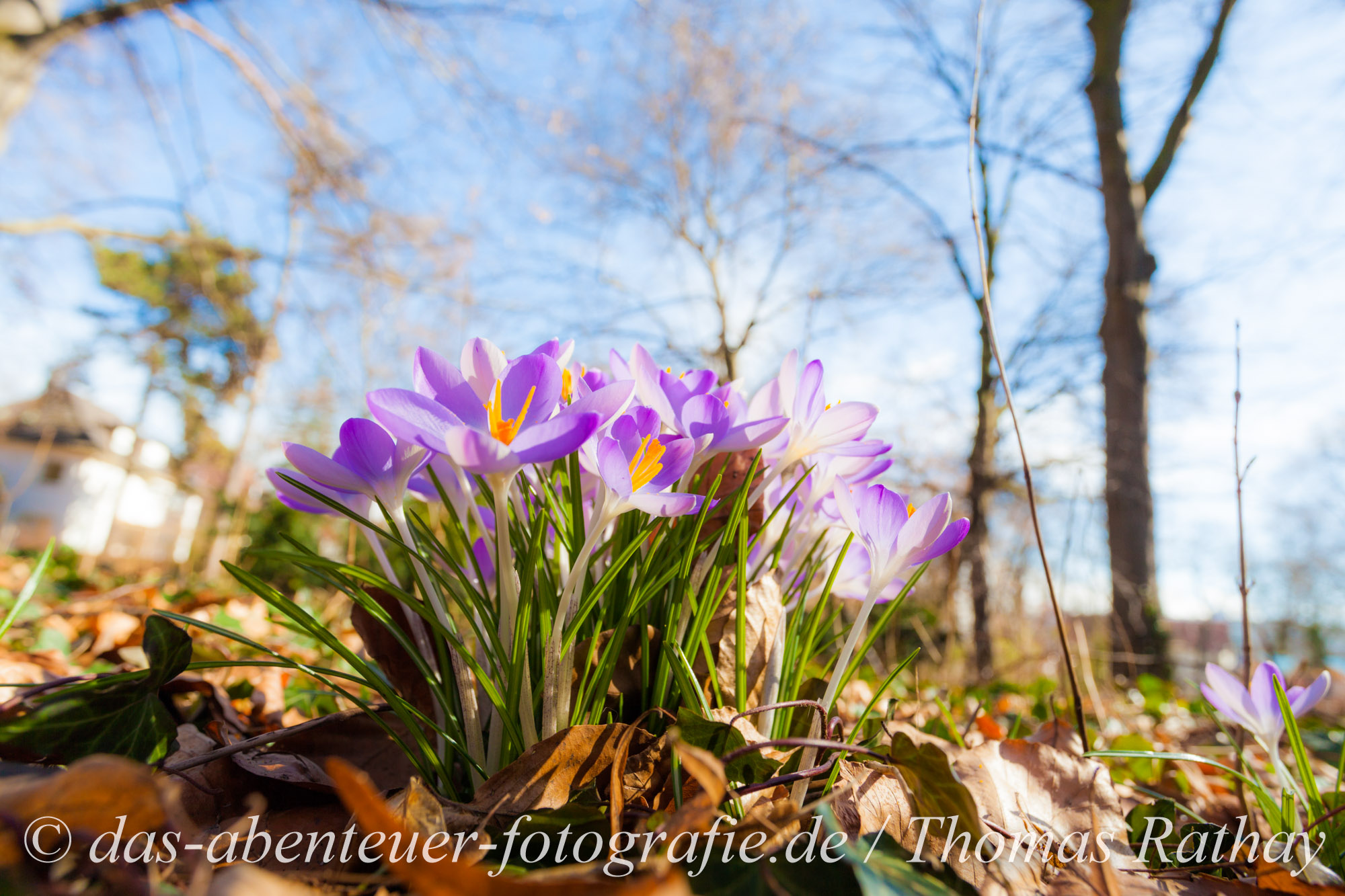 Krokusse (Crocus - Schwertliliengewächs)