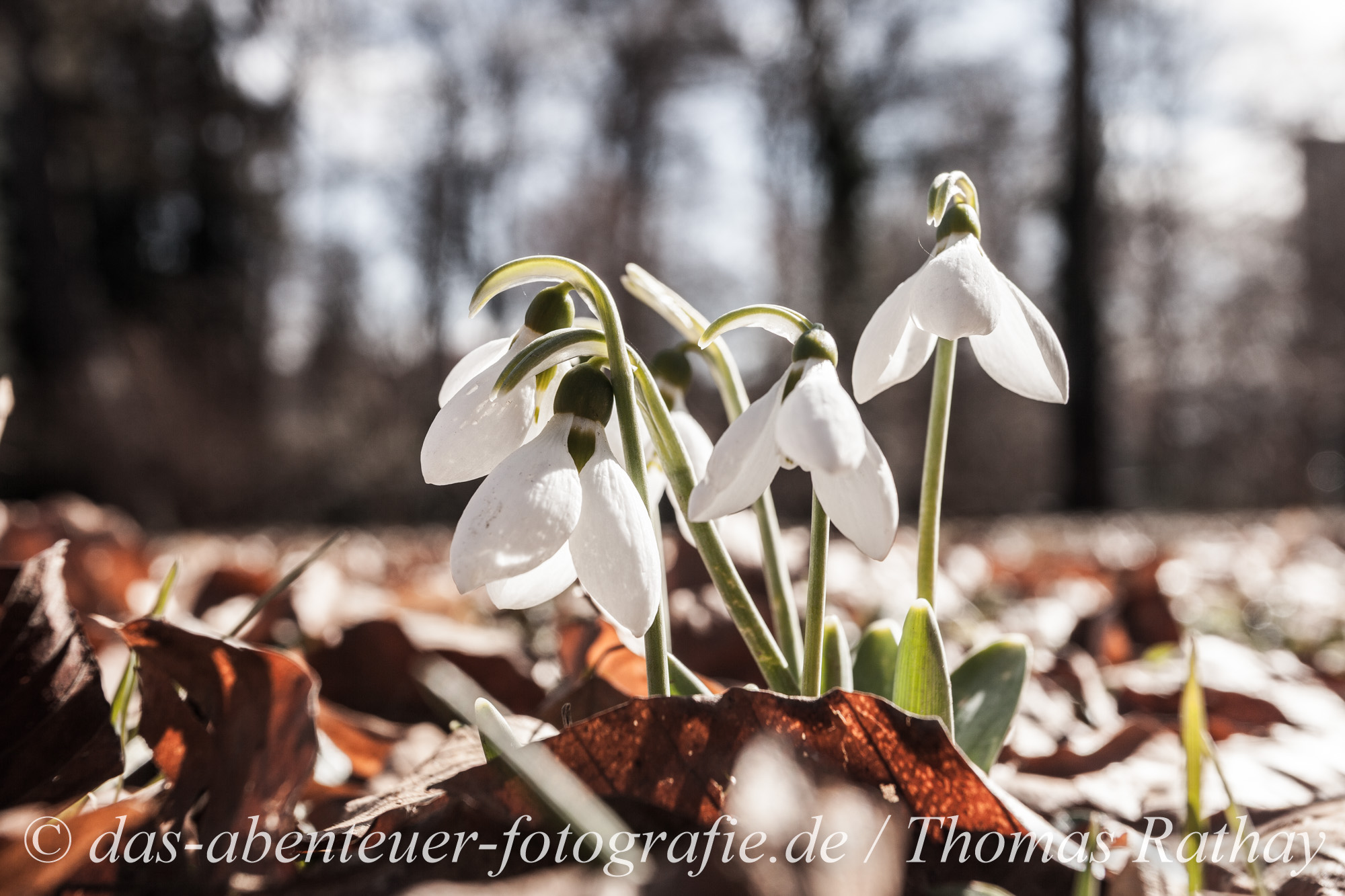 Schneeglöckchen (Galanthus nivalis)